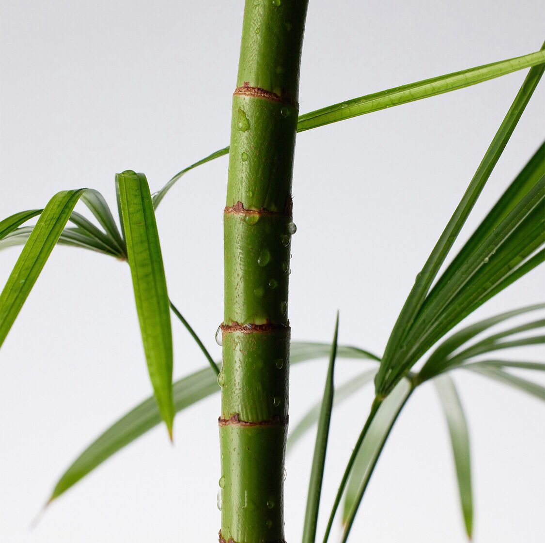 Mighty Bamboo Panthenol Cleanser
